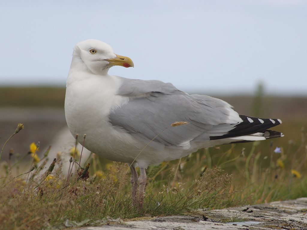 A seagull standing on a wall in a rural setting