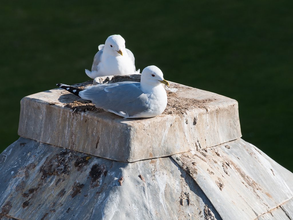 Seagulls sitting on a building's roof